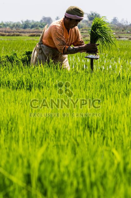 Rice planting in Thailand - Free image #439145