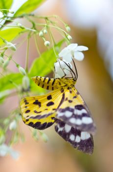 Yellow Moth - image #439175 gratis
