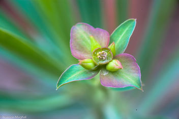 Euphorbia bubalina flower - image #440995 gratis