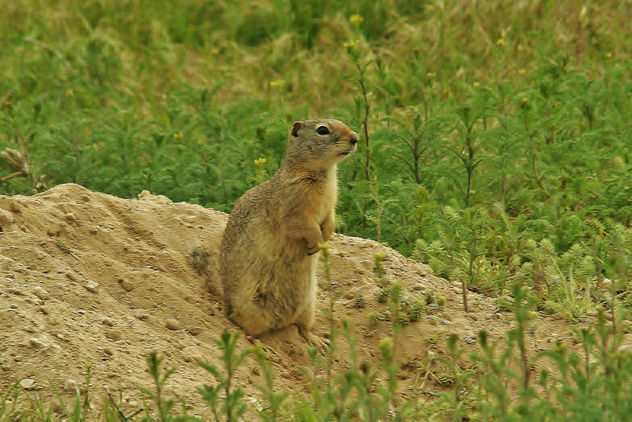 Prairie Dog Lookout - image gratuit #441275 