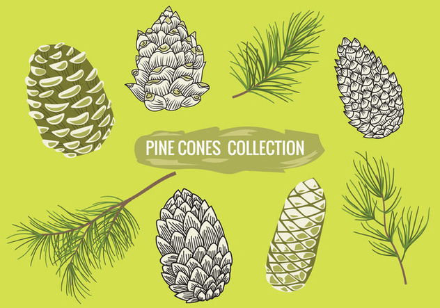 Pine Branch with Pine Cones Set Collection - бесплатный vector #441965