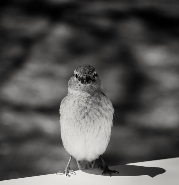 Little Sparrow - image #442555 gratis
