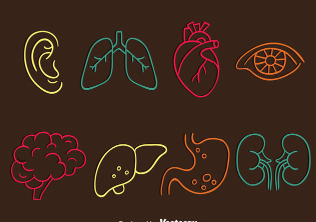 Human Organ Line Icons Vector - vector #444775 gratis