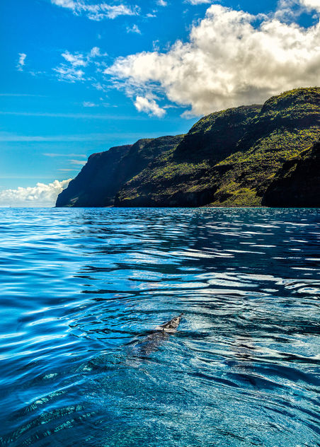 Dolphins on the Na Pali Coast - Free image #446175