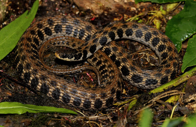 Kirtland's Snake (Clonophis kirtlandii) - бесплатный image #446515