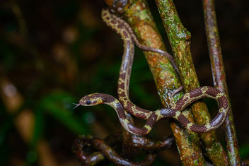 Dryocalamus subannulatus, Malayan bridle snake - Kaeng Krachan National Park - image gratuit #446595 