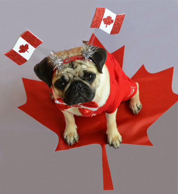 Happy Canada Day! - Free image #446695