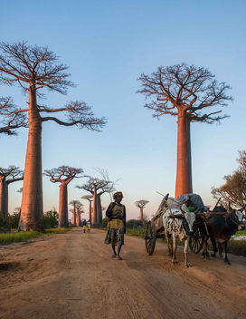 Allee des Baobabs - image gratuit #446755 