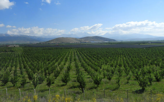 Turkey (Isparta) Apple trees - image gratuit #446765 
