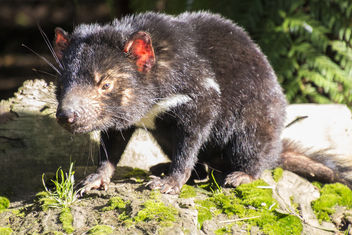 Tasmanian Devil - image #446775 gratis