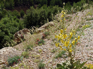 Turkey (Isparta) Wild flowers - Free image #446795