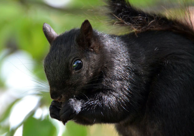Black Mama Squirrel is back! - Free image #446955