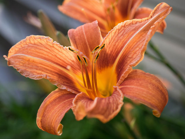 Orange daylily - Kostenloses image #447155