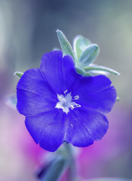 Tiny Blue Flower - image #448855 gratis