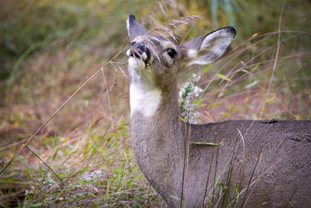 Bambi V - image #449495 gratis