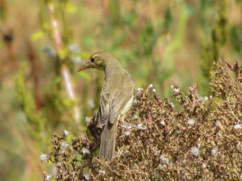 Melodious Warbler - Kostenloses image #449905