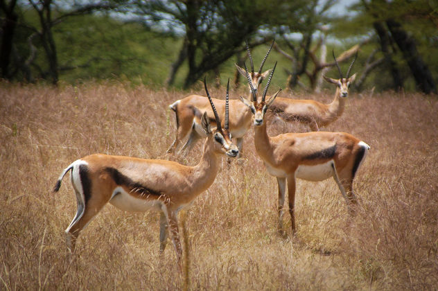 Ethiopian gazelles obviously concerned by the foreign intruder. - бесплатный image #450275