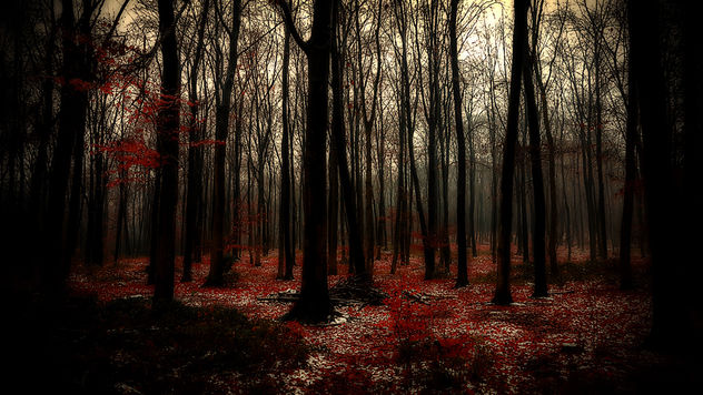 december forest - бесплатный image #450555