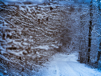 Cold as winter - бесплатный image #450685