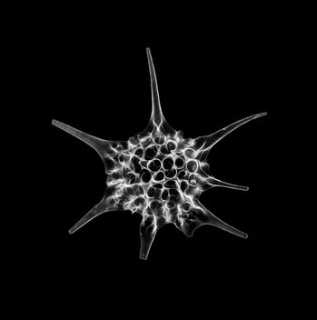 Radiolarian - Dorataspida sp HAECKEL - бесплатный image #450915