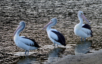 The Australian pelican (Pelecanus conspicillatus) - бесплатный image #451375