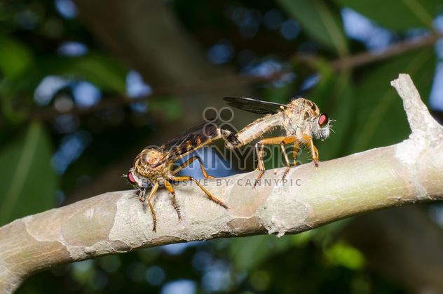 Mating pair of Downy Emerald Dragonflies - image gratuit #451865 