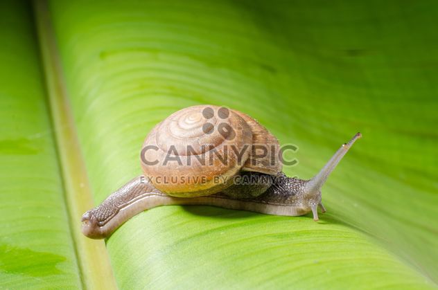 Snail on banana leaf - Free image #451875
