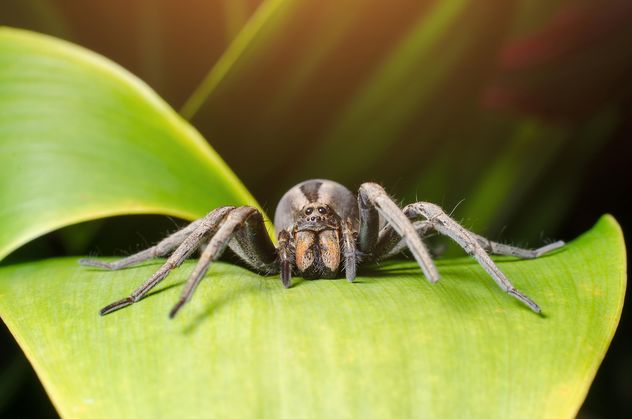 Spider on green leaf - бесплатный image #451935