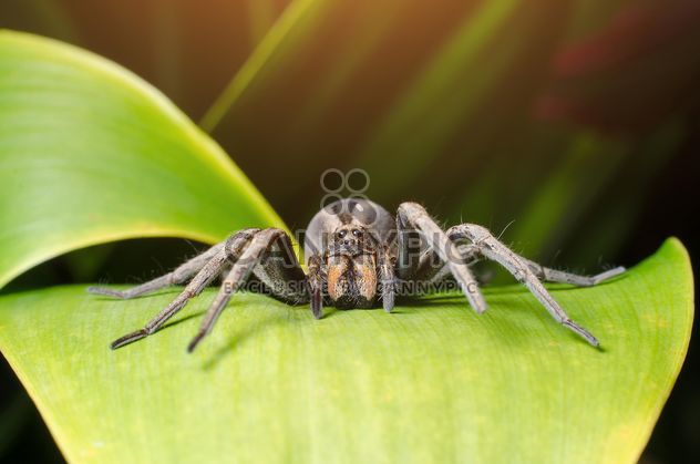 Spider on green leaf - image #451935 gratis