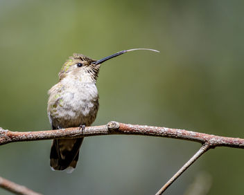 Anna's Hummingbird (f) - бесплатный image #452185