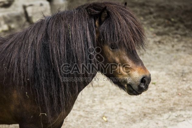 Brown horse with beautiful mane - image #452285 gratis
