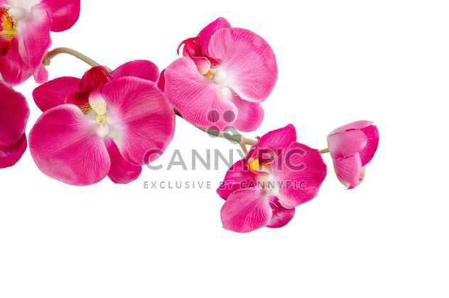 orchid on white background - image #452595 gratis