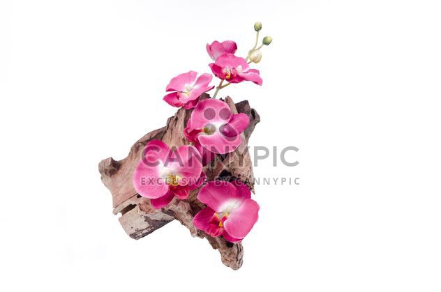 Orchid on wood isolated on white background - Free image #452605