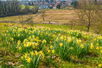 Daffodil Hill - image #452995 gratis