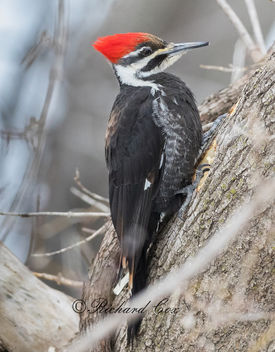 Female Pileated woodpecker - image #453065 gratis