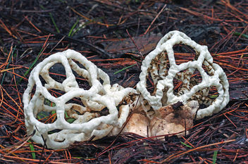 Ileodictyon cibarium. (basket fungi). - бесплатный image #453135