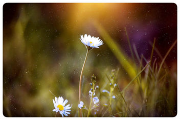 Pretty white flower - бесплатный image #453245