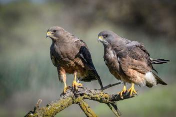 Swainson's Hawks (Dark Morph) - Free image #453255