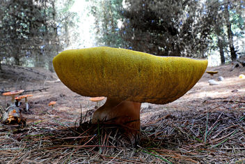 Bolete fungi. - бесплатный image #454295