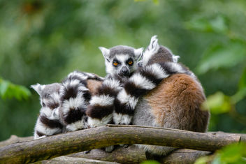 Lemur - image #454375 gratis