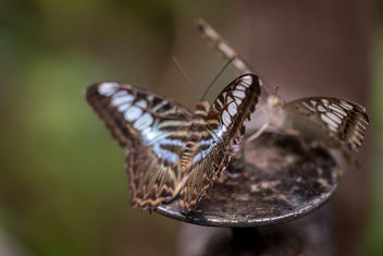 Butterflies, Singapore Zoo - image gratuit #454625 