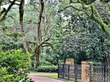 Quiet Path (Series - Eden, Florida State Park) - image #455565 gratis