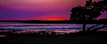 Purple Hawaii - image gratuit #455855 