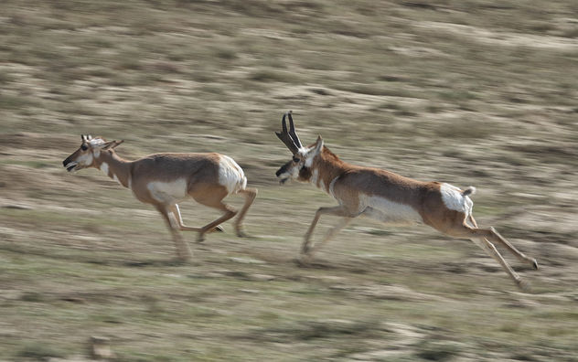 Antelopes! - Free image #456305