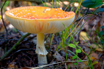 Fly Agaric - image #456505 gratis