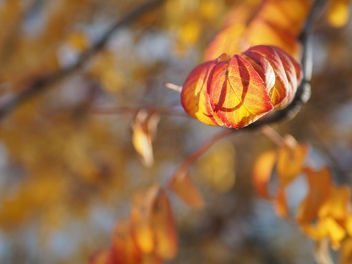 Leaves like a pumpkin - Free image #456995
