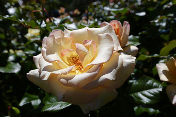 Peach perfection rose - image #457425 gratis