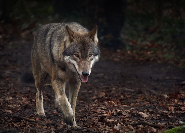 A Wolf In Winter - Free image #458015