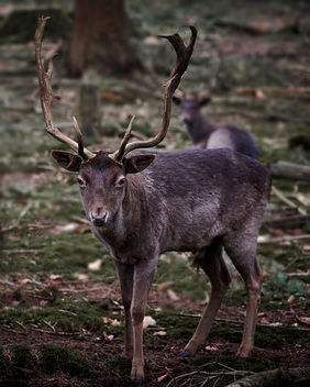 Deer in the forest - image #458065 gratis