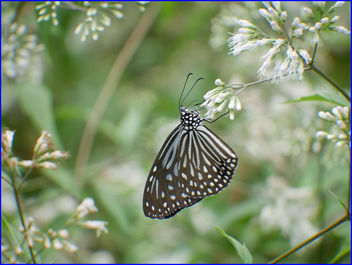 butterfly - image gratuit #458155 